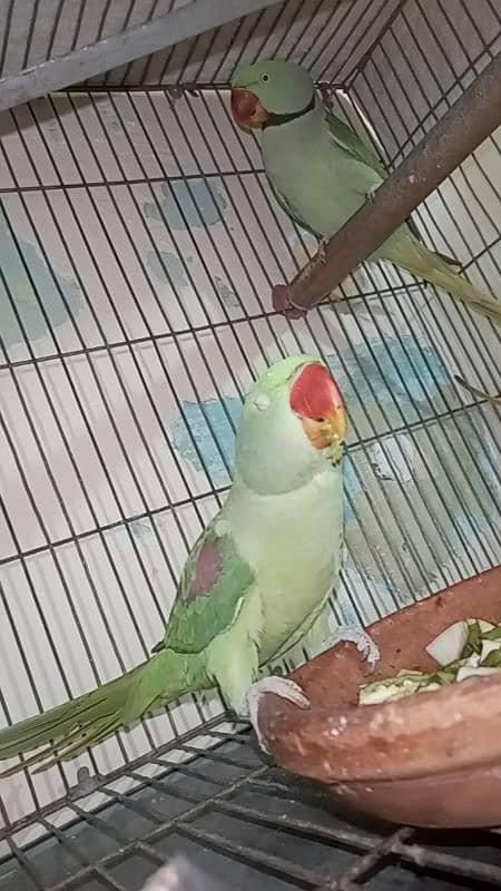 Raw Parrot | Parrot For Sale 1