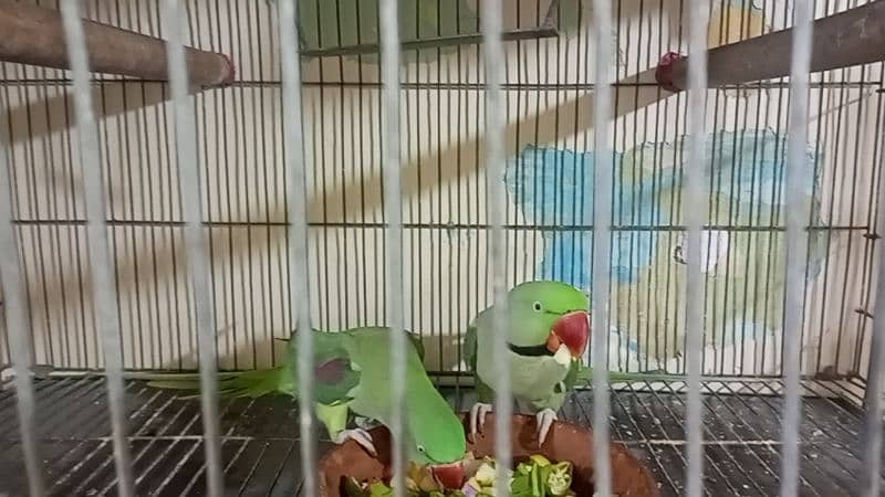 Raw Parrot | Parrot For Sale 2