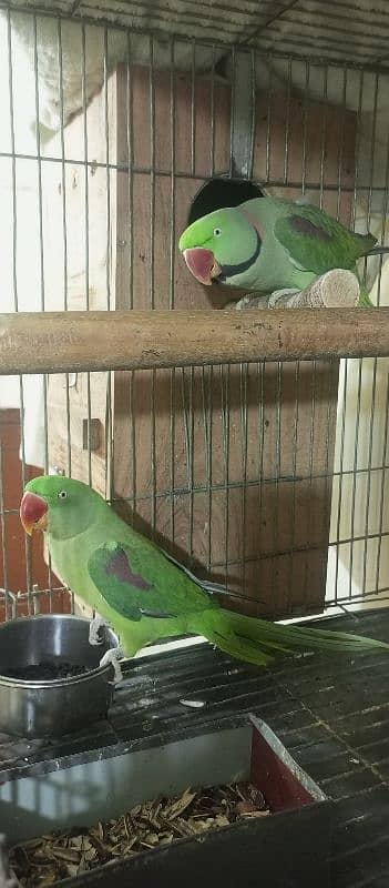 Raw Parrot | Parrot For Sale 3