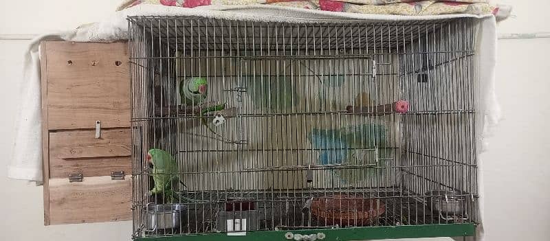 Raw Parrot | Parrot For Sale 4