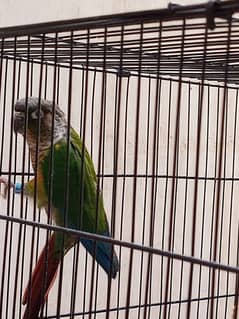 Green couner parrot