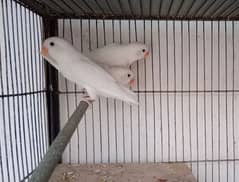 albino chicks available. red eye and black eye.