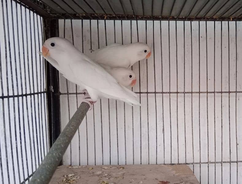 albino chicks available. red eye and black eye. 0