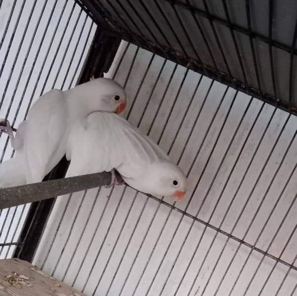 albino chicks available. red eye and black eye. 1