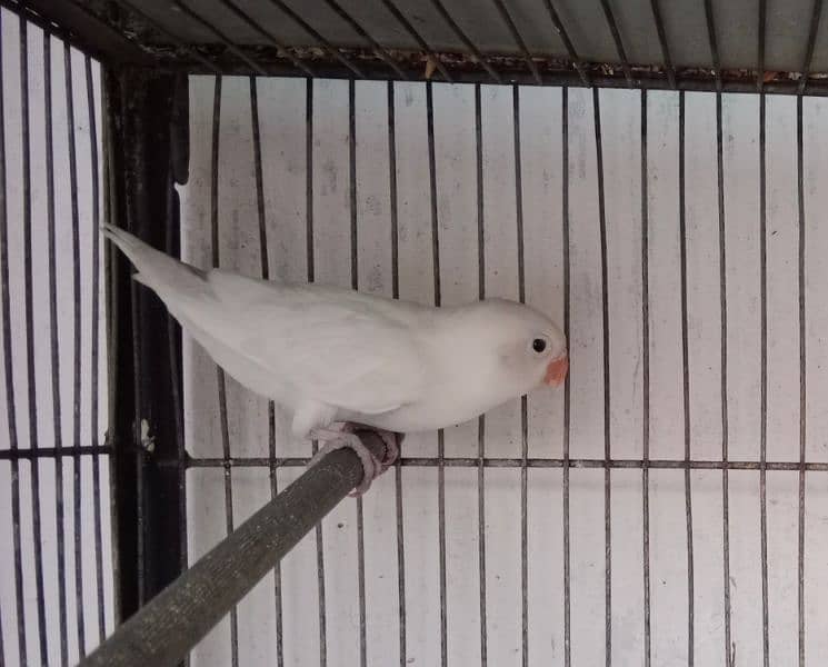 albino chicks available. red eye and black eye. 3