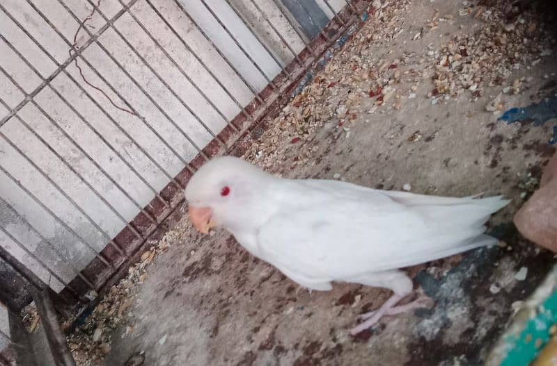 albino chicks available. red eye and black eye. 4