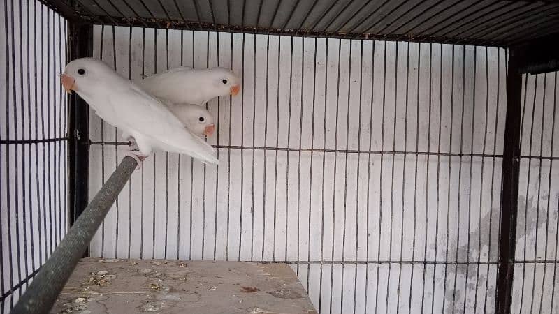 albino chicks available. red eye and black eye. 5