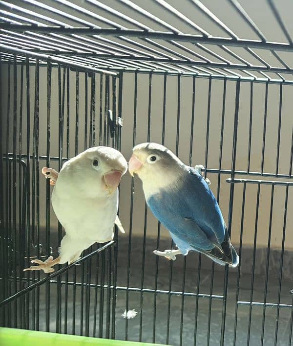 love birds ready to breed 1