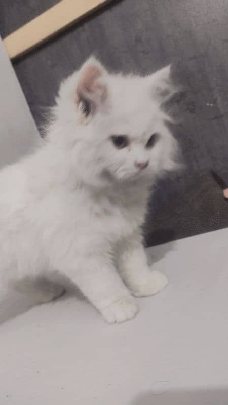 Double coat Persian cat 1