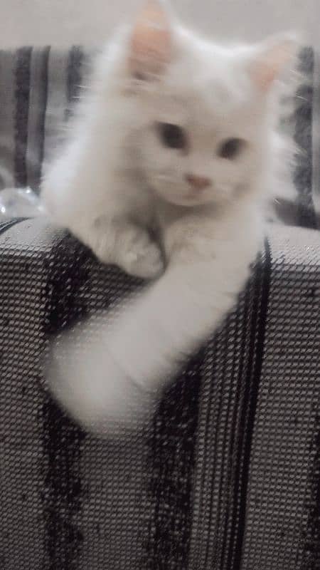 Double coat Persian cat 2