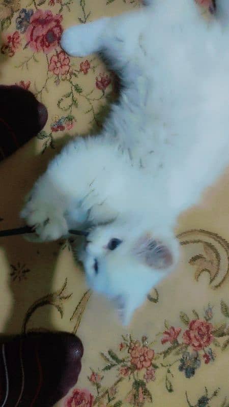 Double coat Persian cat 3