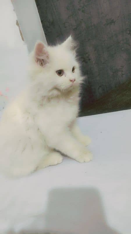 Double coat Persian cat 5