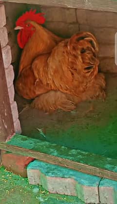 asslamu alikum sir golden buff pair for sale price 11000 hain