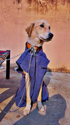 Golden retriever tripple coat