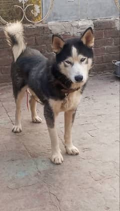 Siberian husky male