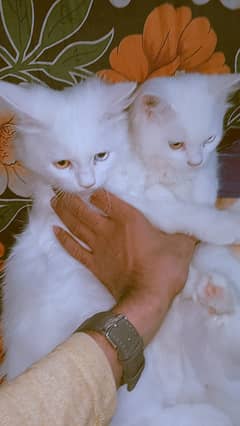 Persian cat / Tripple coated kittens | Male & females for sale