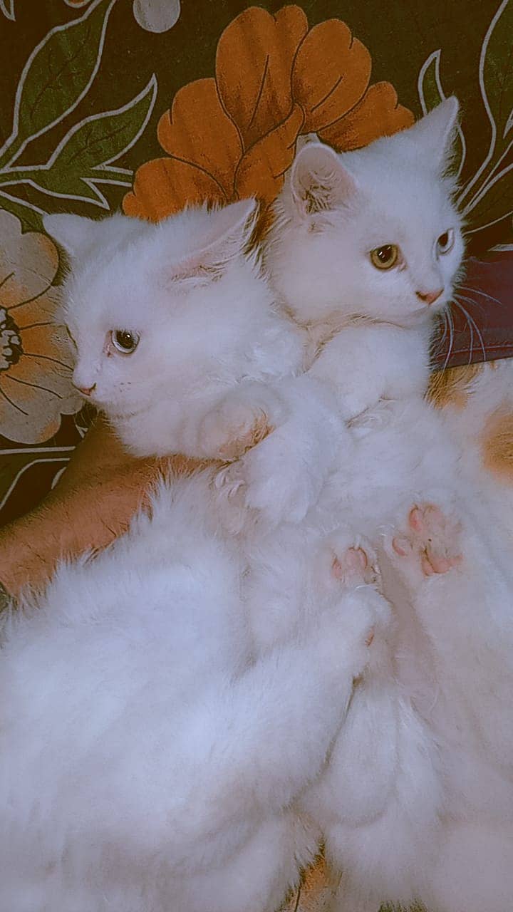 Persian cat / Tripple coated kittens | Male & females for sale 2