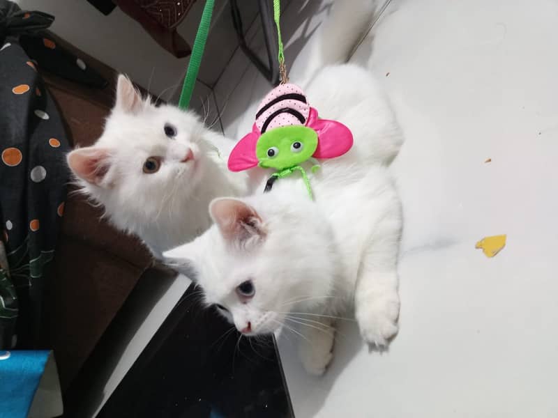 Persian cat / Tripple coated kittens | Male & females for sale 3