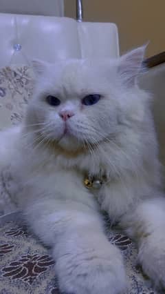 persian Cat male blue eyes