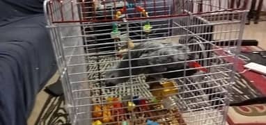 Congo African Grey parrot