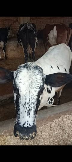 heifers for sale