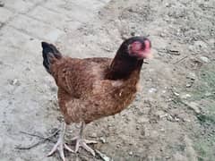 Pure desi x aseel Hens for sale only serious buyer aen