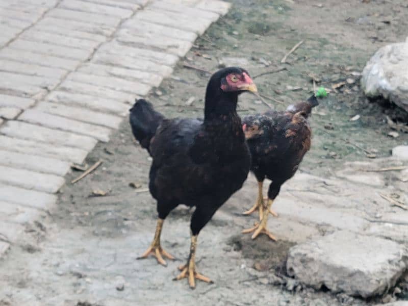 Pure desi x aseel Hens for sale only serious buyer aen 1