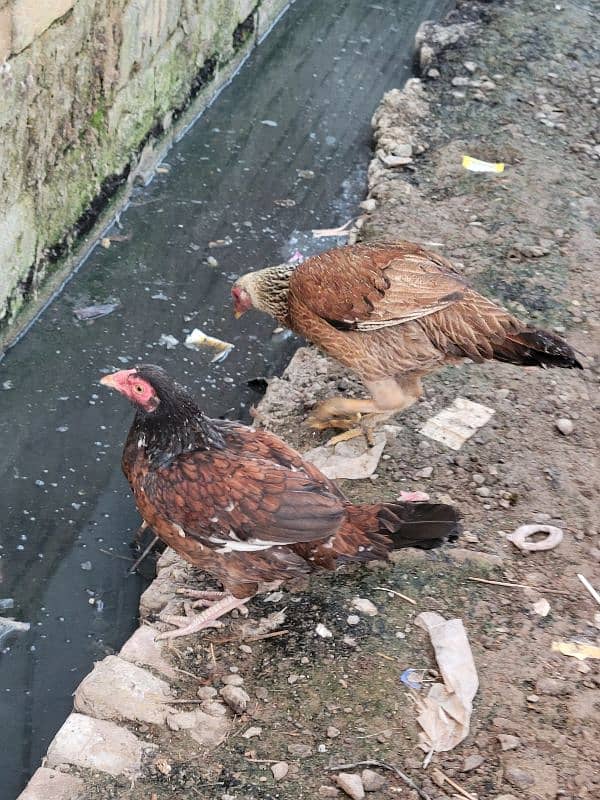 Pure desi x aseel Hens for sale only serious buyer aen 3