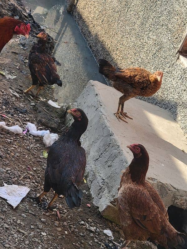 Pure desi x aseel Hens for sale only serious buyer aen 4