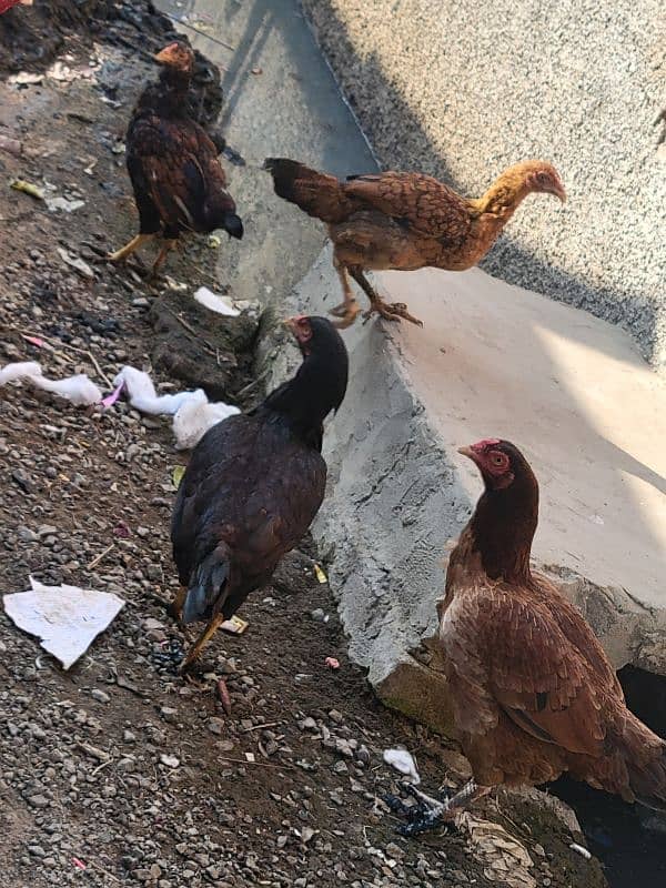 Pure desi x aseel Hens for sale only serious buyer aen 5