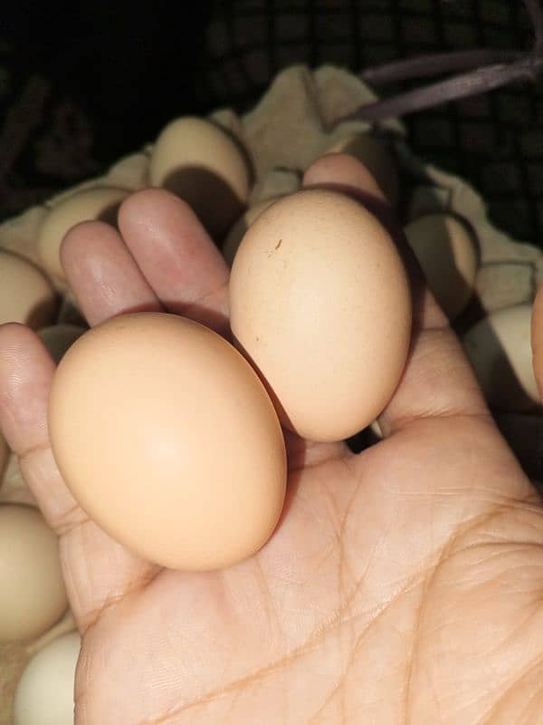 Desi Eggs 0