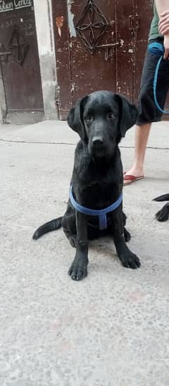 Labrador retriever puppies