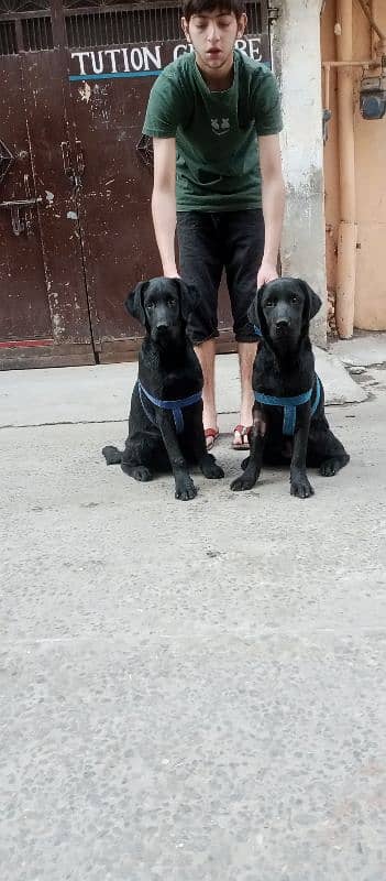 Labrador retriever puppies 1