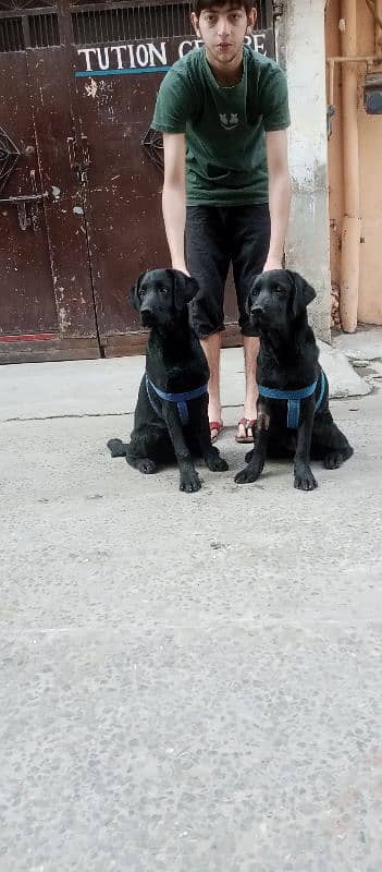 Labrador retriever puppies 2