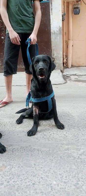 Labrador retriever puppies 3