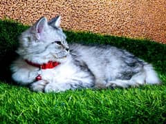 persian  black and grey rare colour female cat