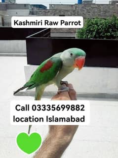 Hand Tamed Full Friendly Kashmiri Raw Male Parrot