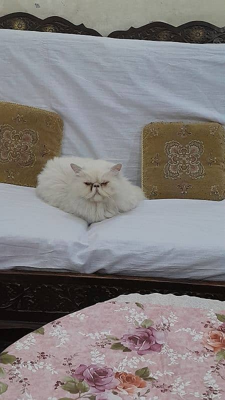 bareedar pikki face and bloodline female cat available. 1