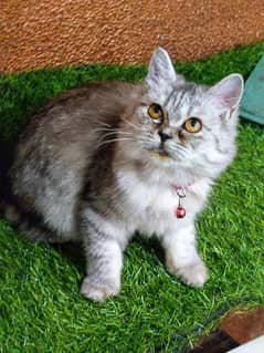 different prices persian  black and grey rare colour female cat