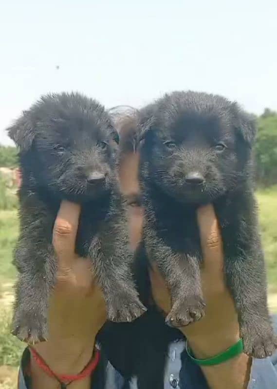 balck German Shepherd male female for sale 0