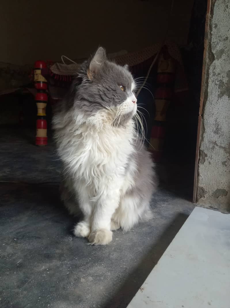 Pure Persian Triple coated 1