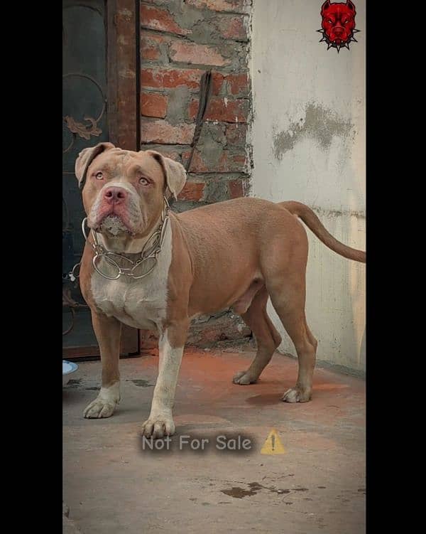 Pitbull Male 1