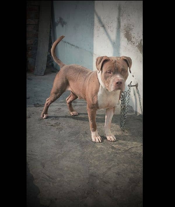 Pitbull Male 2