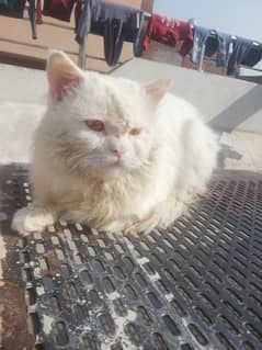 Persian cat