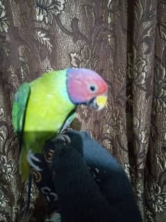 beautiful parrot mail team ha . 03274065870 call me