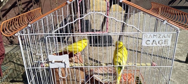 Australian Parrots 0