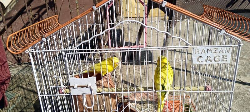 Australian Parrots 1