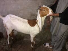 Desi female goat available for sale