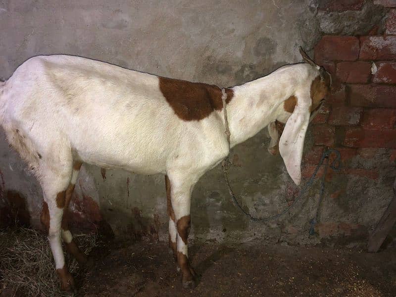 Desi female goat available for sale 1