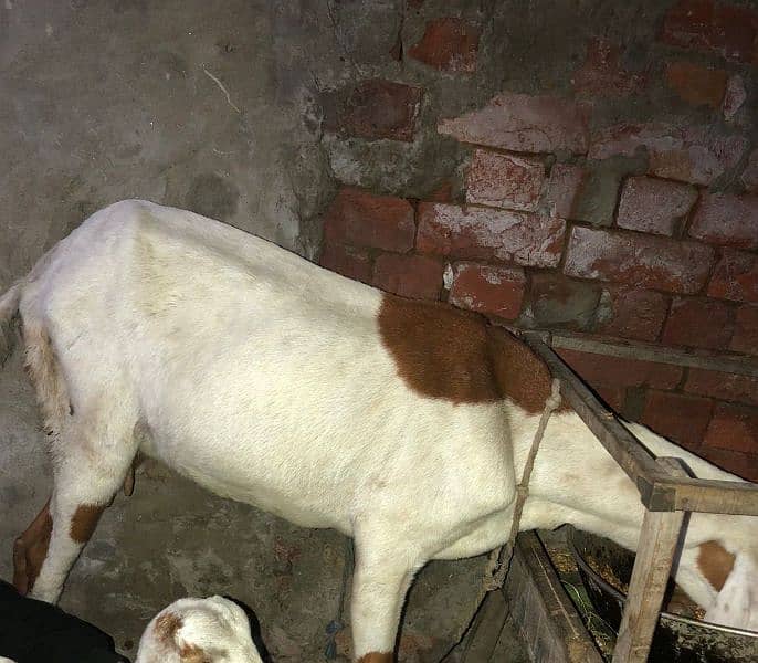 Desi female goat available for sale 2